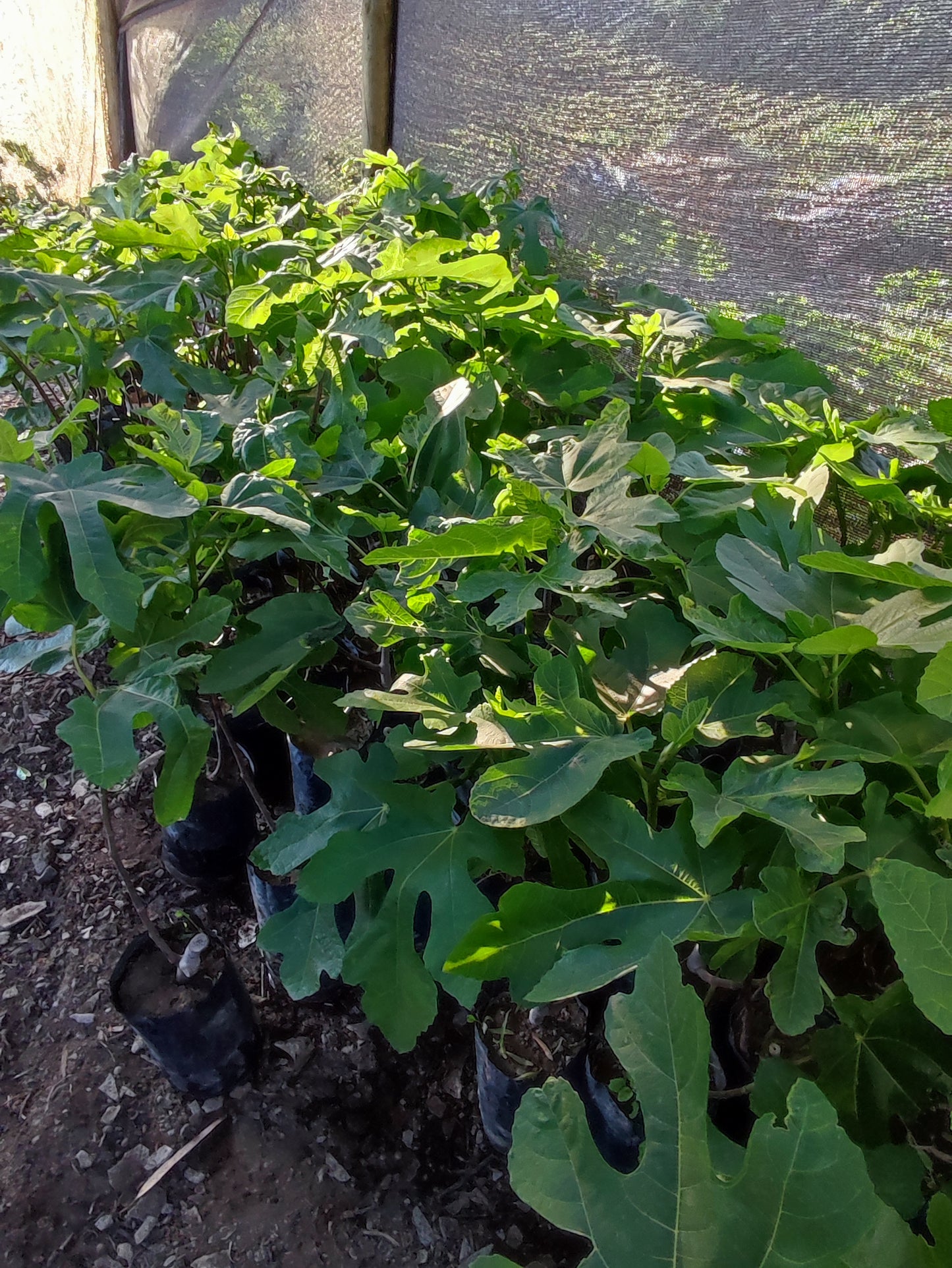 Venta de Plantas de Higueras , Higo variedad Black Mission: natural, resistente y de frutos suaves y dulces, una opción 100% duradera para tu jardín